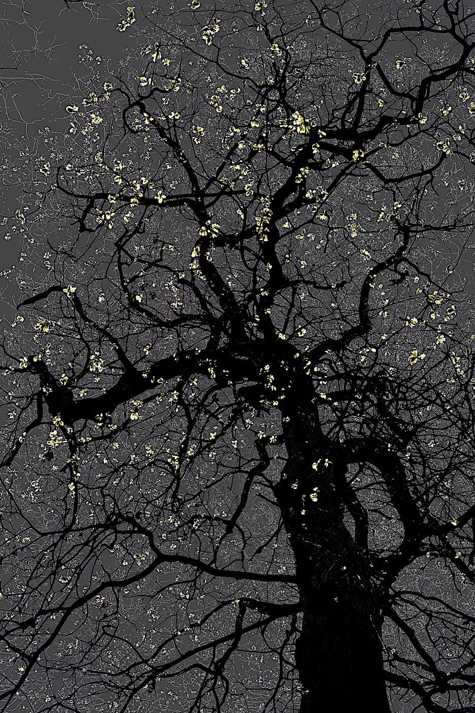 نمایشگاه عکس ارمان مولوی با عنوان روشنی، من، گل، درخت